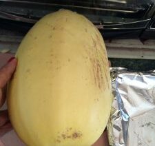 Hand holding a large yellow squash.